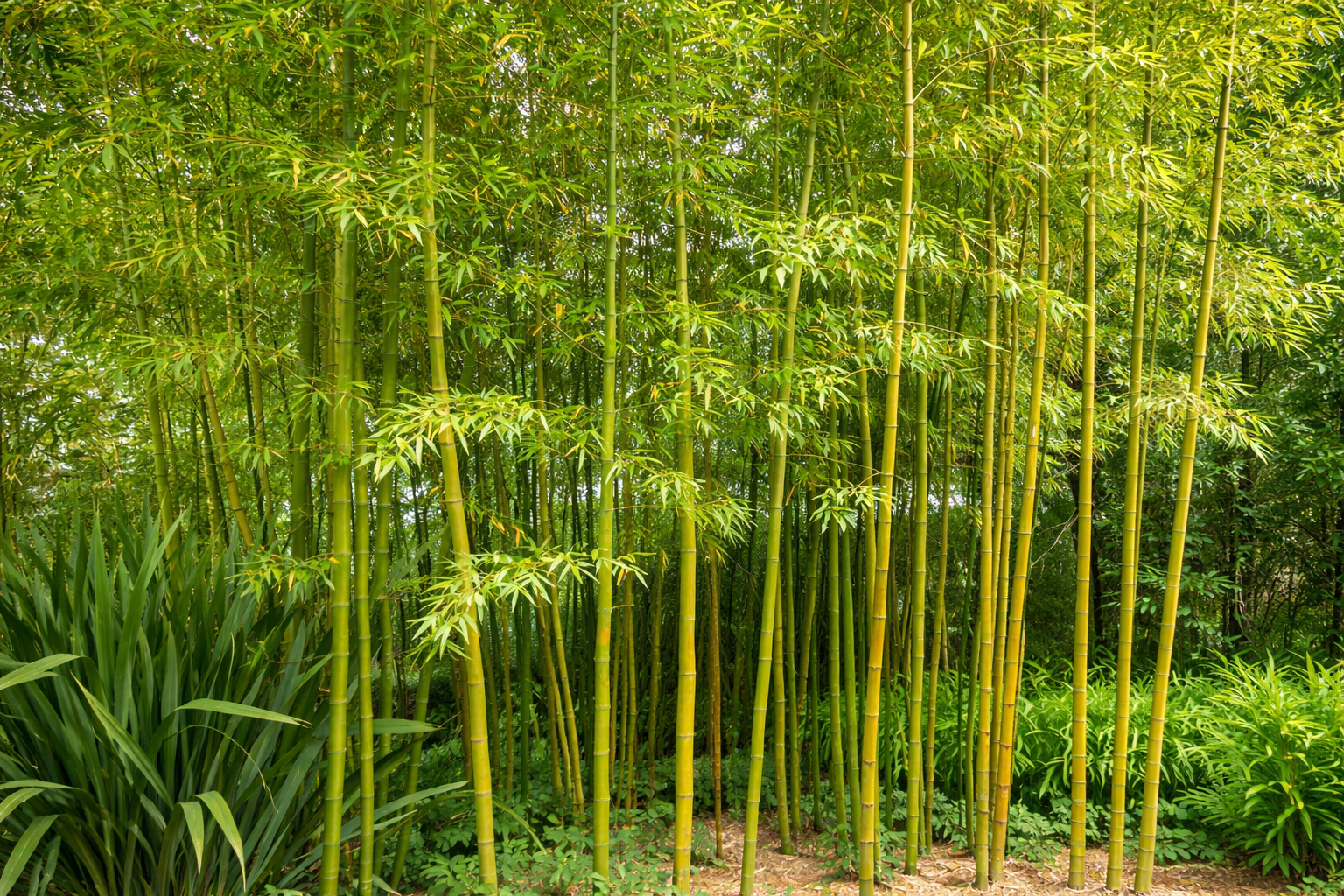 Bamboo